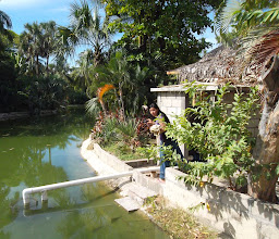 Área de Cocodrilos y Tortuguero photo
