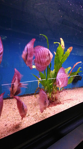 Pet Supply Store «Wet Spot Tropical Fish», reviews and photos, 4310 NE Hancock St, Portland, OR 97213, USA