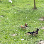 Photo n°9 de l'avis de Antonia. fait le 08/05/2022 à 16:59 sur le  La Pioppa à Villa Guardia