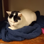 Photo n°12 de l'avis de Stefano.e fait le 07/03/2023 à 09:57 sur le  Crazy Cat Café à Milan