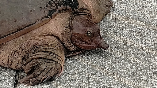 Park «Dr. P. Phillips Community Park», reviews and photos, 8249 Buenavista Woods Blvd, Orlando, FL 32836, USA