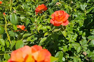 Encanto Rose Garden image