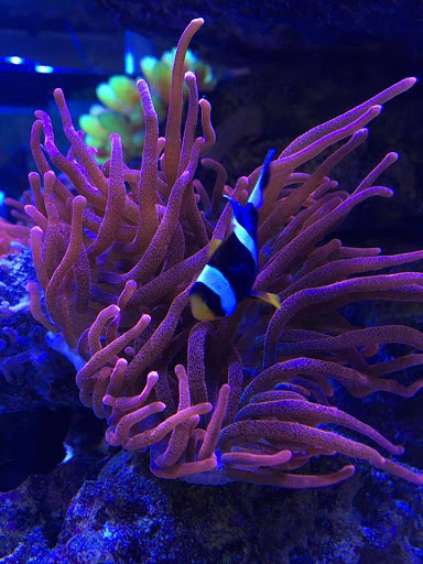 Pet Supply Store «Tropical FantaSeas Aquariums», reviews and photos, 3965 Investment Ln, West Palm Beach, FL 33404, USA