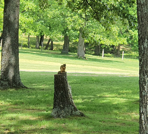 Public Golf Course «Rolling Hills Golf Course», reviews and photos, 1600 Pine Dr, Russellville, KY 42276, USA