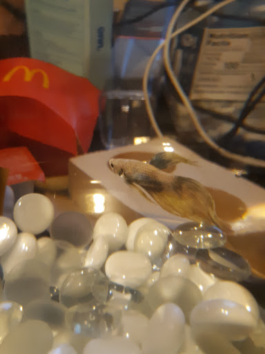 Pet Store «Windy City Pet Store», reviews and photos, 1660 N 4th St m, Laramie, WY 82072, USA