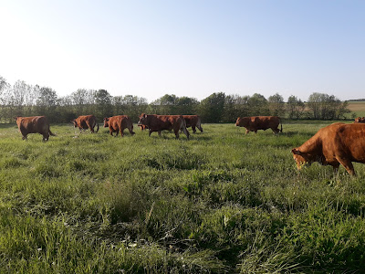 La Ferme des Coutures à Thairé