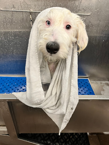 Pet Supply Store «Pet Supplies Plus», reviews and photos, 1031 Northwest Hwy, Garland, TX 75041, USA