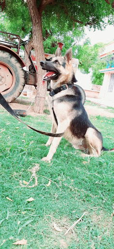 Indian Dog World - Pet Shop In Jaipur