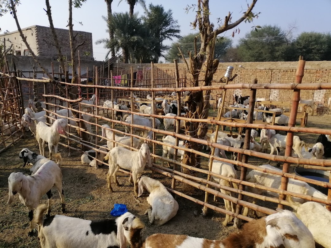 Jalandhar Farm