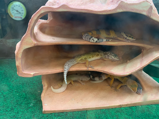 Pet Supply Store «Petco Animal Supplies», reviews and photos, 2204 Harlem Ave, North Riverside, IL 60546, USA