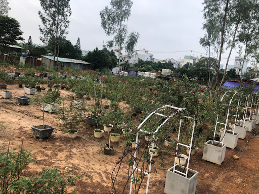 HAI LONG FARM - VƯỜN XINH NÔNG LÂM