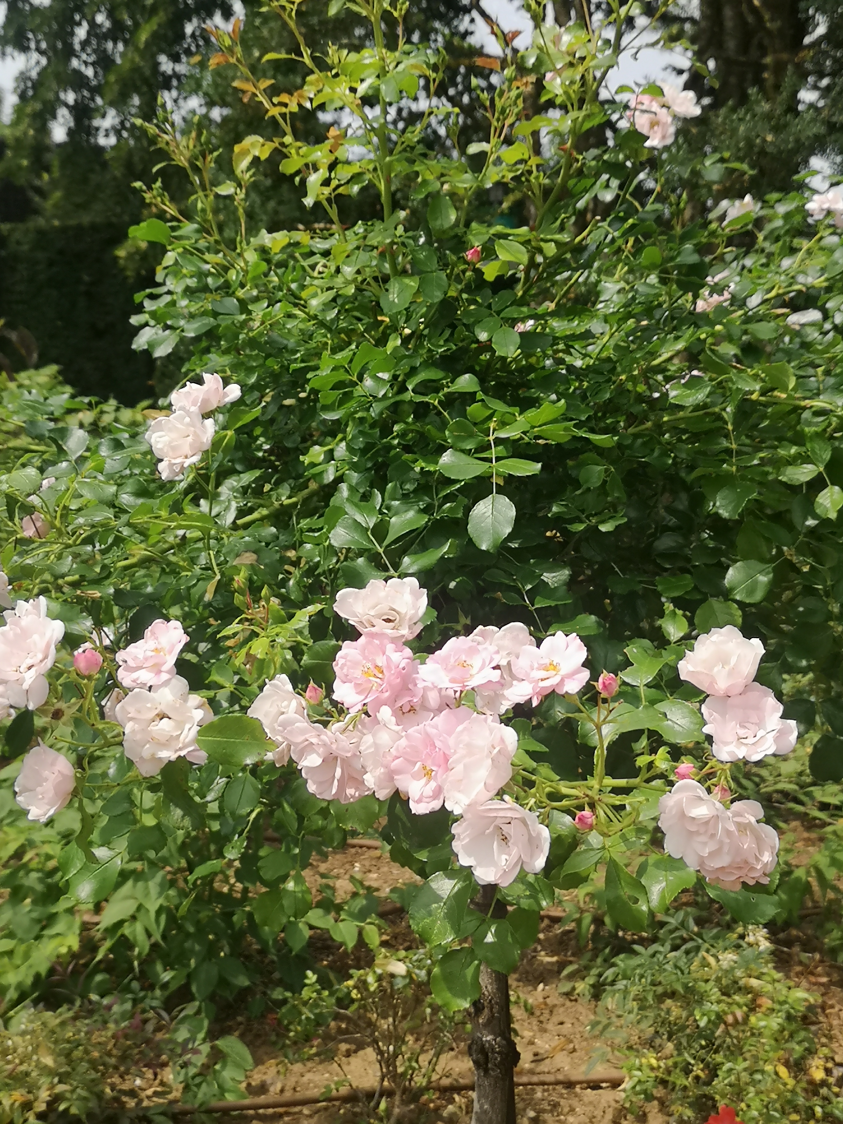 Photo n° 11 de l'avis de regine.e fait le 27/06/2023 à 15:46