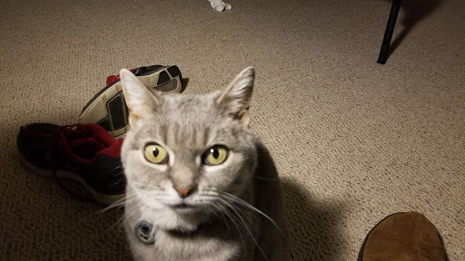 Pet Supply Store «Petco Animal Supplies», reviews and photos, 1507 Rockville Pike, Rockville, MD 20852, USA