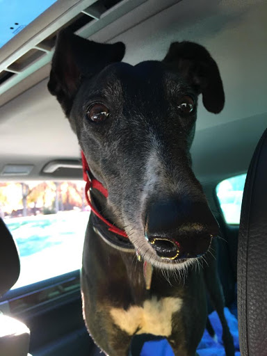 Pet Supply Store «J-B Pet Supplies - Hawthorne», reviews and photos, 289 Wagaraw Rd, Hawthorne, NJ 07506, USA