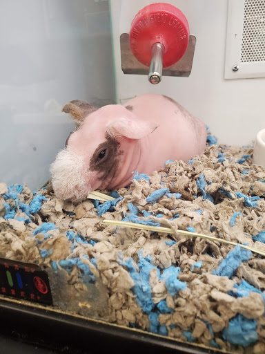 Pet Supply Store «Petco Animal Supplies», reviews and photos, 1019 Cochrane Rd, Morgan Hill, CA 95037, USA