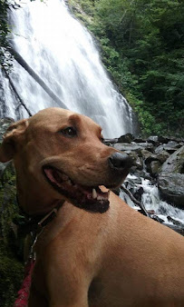 Wellspring Holistic Veterinary Care - Photo 6 - Car repair in Wilmington, NC, Wilmington