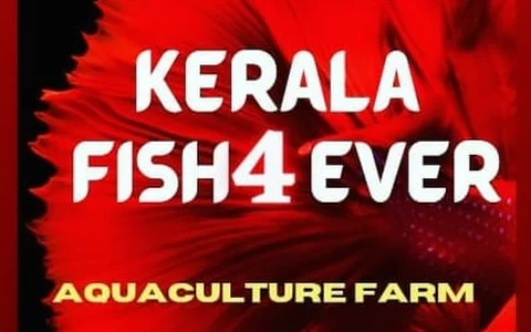 Kerala fish4ever image