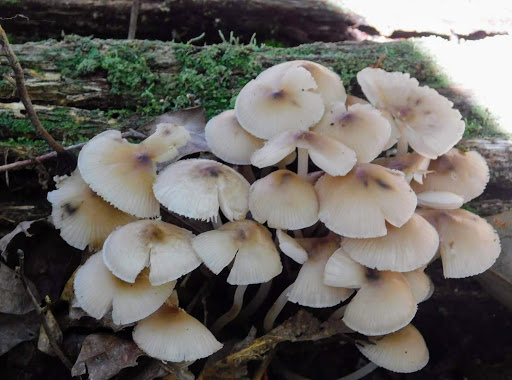 Public Golf Course «Mercer Oaks Golf Course», reviews and photos, 725 Village Rd W, West Windsor Township, NJ 08550, USA