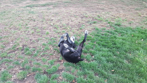 Community Center «Barbara Morse Wackford Community & Aquatic Complex», reviews and photos, 9014 Bruceville Rd, Elk Grove, CA 95758, USA