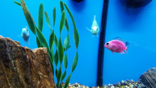 Pet Groomer «We Lov Pets», reviews and photos, 3853 Northpointe Dr, Zanesville, OH 43701, USA