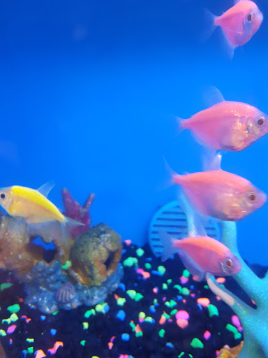 Pet Supply Store «PetSmart», reviews and photos, 4900 Monticello Ave, Williamsburg, VA 23188, USA