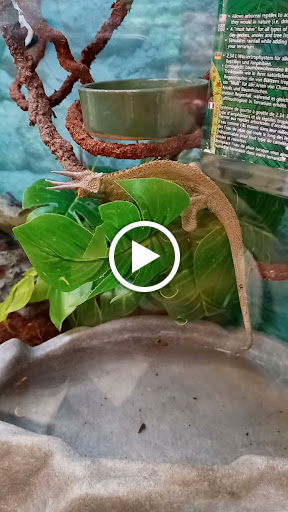 Pet Supply Store «Petco Animal Supplies», reviews and photos, 9137 Central Ave a, Montclair, CA 91763, USA