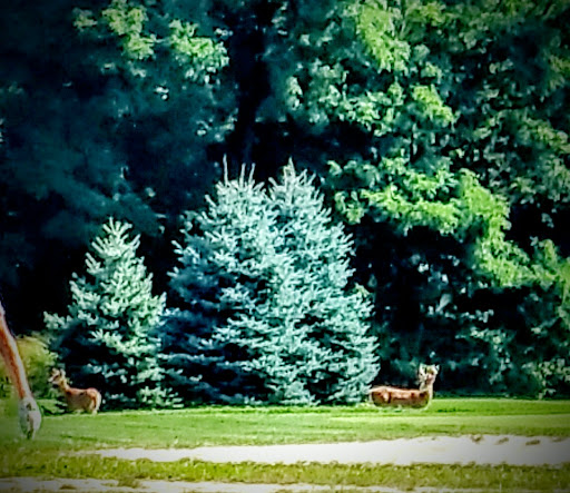 Golf Course «William F. Larkin Golf Course at Colonial Terrace», reviews and photos, 1003 Wickapecko Dr, Ocean Township, NJ 07712, USA