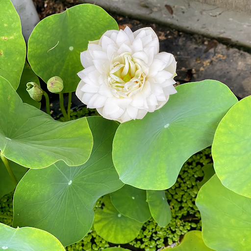 Pond Fish Supplier «The Funky Koi. Pet, Pond, Water Garden, Equine and Farm Supplies», reviews and photos, 41 Porter St, Berkley, MA 02779, USA