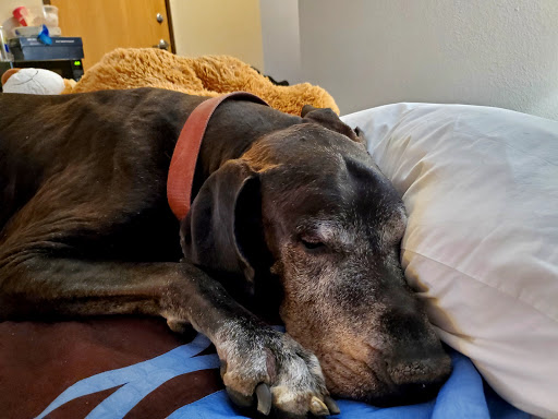 Minden Animal Clinic image