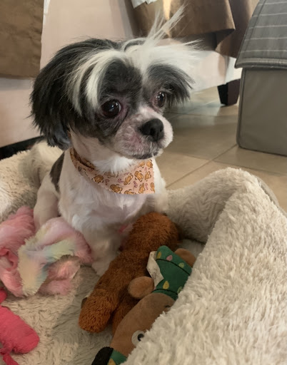 Pet Groomer «Furry Tails Pet Grooming», reviews and photos, 865 Cypress Pkwy, Poinciana, FL 34759, USA