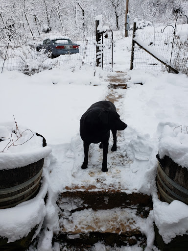 Ellsworth Animal Hospital, LLC image