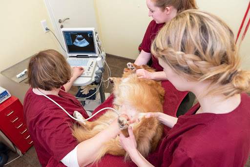 Kleintierpraxis Zugehör - Ihr Tierarzt in Peine Stederdorf unter Peine, Niedersachsen