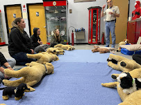 Long Island Pet Nanny - Photo 1 - Car repair in Northport, NY, Stamford