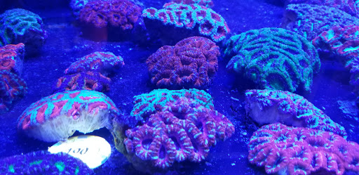 Aquarium «Aquatic Jewels», reviews and photos, 2141 Stirling Rd, Fort Lauderdale, FL 33312, USA