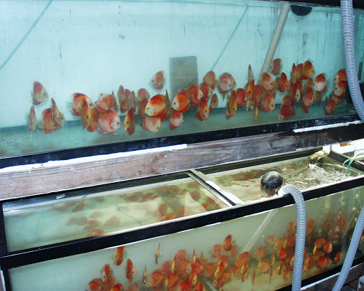 Tropical Fish Store «Jack Wattley Discus», reviews and photos, 6944 NE 4th Ave, Miami, FL 33138, USA