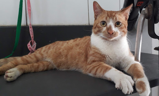 Clínica Veterinária Forte Animal em Presidente Prudente - SP