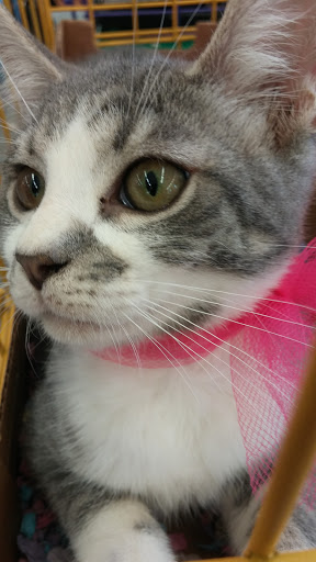 Pet Supply Store «Pet Supermarket», reviews and photos, 5000 Clyde Morris Blvd, Port Orange, FL 32127, USA