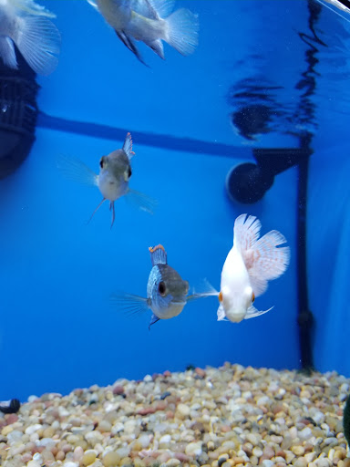 Pet Store «Pet Supermarket, Inc.», reviews and photos, 2446 N University Dr, Coral Springs, FL 33065, USA