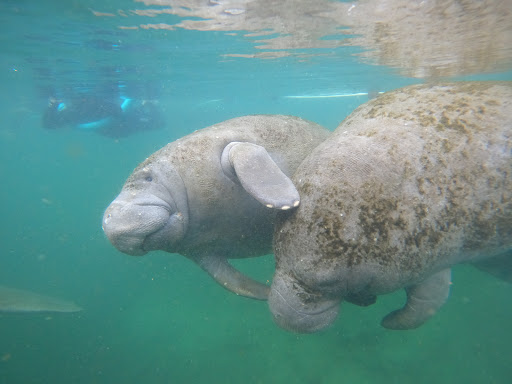 Tourist Attraction «Fun 2 Dive - Swim with Manatees», reviews and photos, 135 NE 3rd St, Crystal River, FL 34429, USA