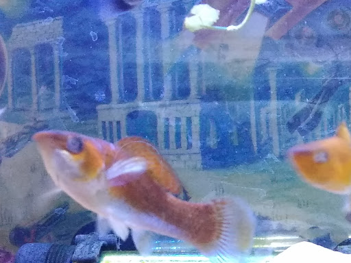 Pet Store «Aquatic Pets», reviews and photos, 414 Division St S, Northfield, MN 55057, USA