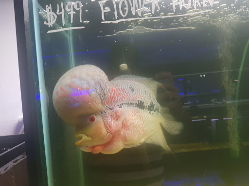 Aquarium «Fish Collection Inc», reviews and photos, 1609 NE 163rd St, North Miami Beach, FL 33162, USA