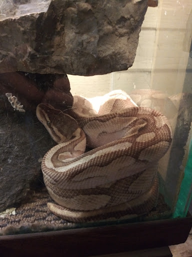 Rats for Reptiles of E.Texas