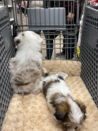 Pet Supply Store «Petland Dallas», reviews and photos, 11909 Preston Rd, Dallas, TX 75230, USA