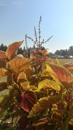 Wedding Venue «Rancho Alegre Farm», reviews and photos, 2225 Givens Rd, Dacula, GA 30019, USA