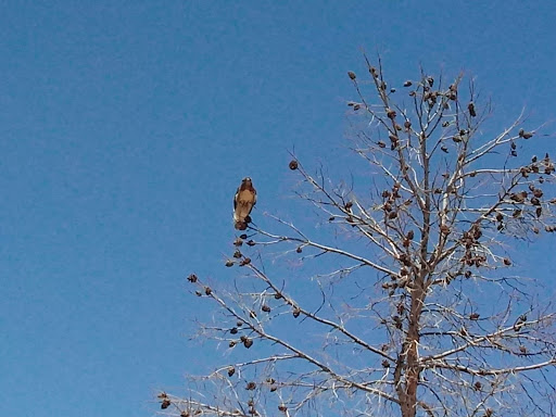 Public Golf Course «Silverbell Golf Course», reviews and photos, 3600 N Silverbell Rd, Tucson, AZ 85745, USA