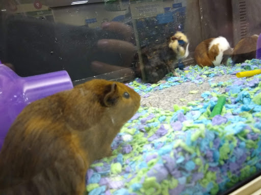 Pet Supply Store «PetSmart», reviews and photos, 9970 Sowder Village Square, Manassas, VA 20109, USA
