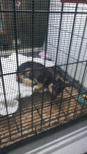 Pet Supply Store «Pet Station Jackson», reviews and photos, 1617 E Michigan Ave, Jackson, MI 49202, USA