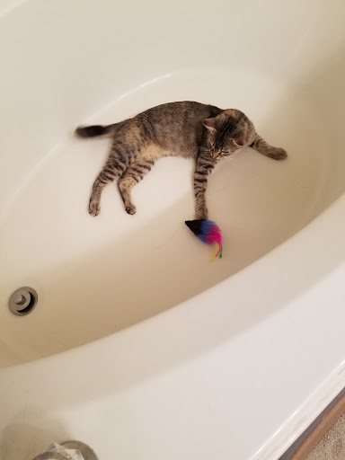 Pet Store «PetSmart», reviews and photos, 6545 North Grand Parkway West Suite 104, Spring, TX 77389, USA