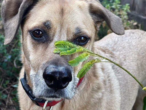 Travelers Pet Care image