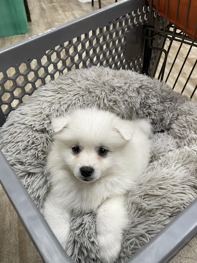 Pet Supply Store «Petland Dallas», reviews and photos, 11909 Preston Rd, Dallas, TX 75230, USA